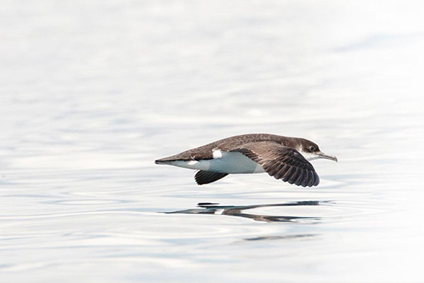 Thanks to financial support from Ramsey Crookall, Manx Wildlife Trust (MWT) have teamed up with Manx National Heritage (MNH) and Manx Telecom to provide a live video feed of Manx shearwater burrows on the Calf of Man